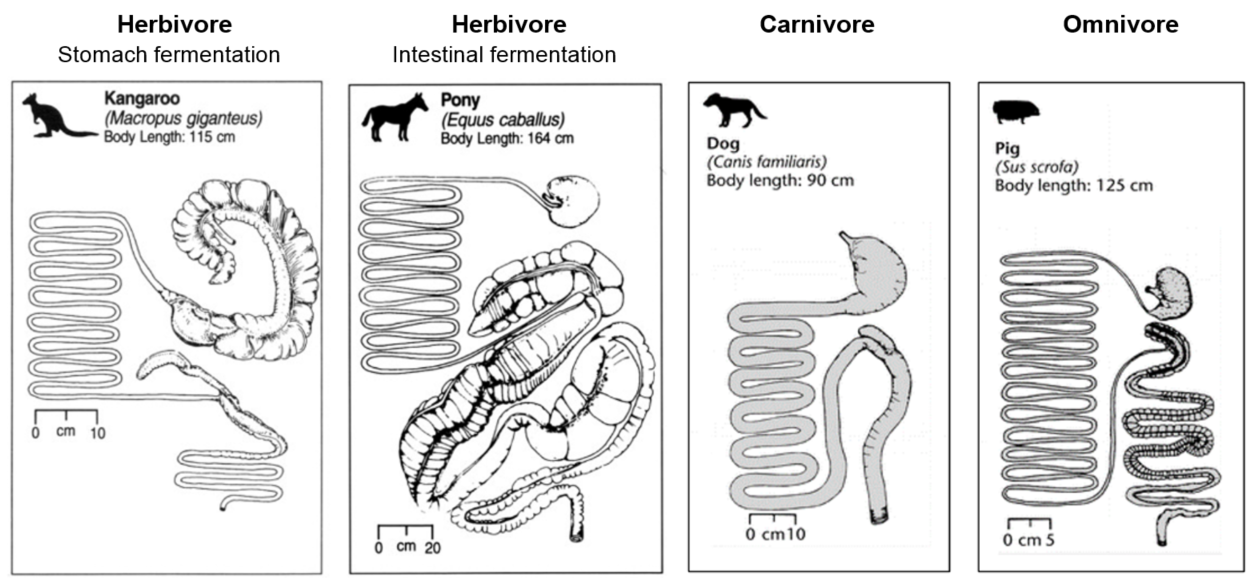 Why Do Herbivores Have Longer Small Intestine Than Ca - vrogue.co